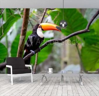 Image de Toucan National park Iguazu Brazil